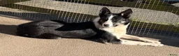 Border Collie dogs for sale: Emma border collie  - Advert 1