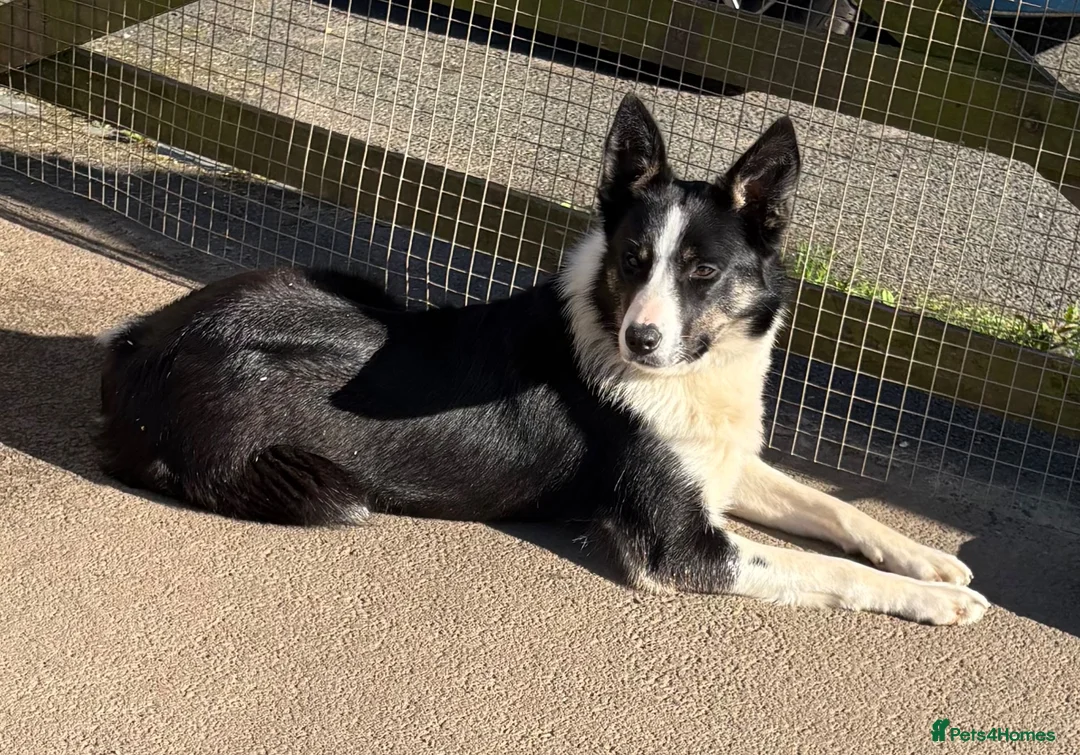 Border Collie dogs for sale: Emma border collie  - Advert 1