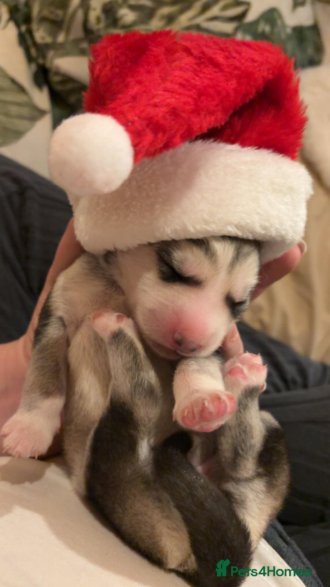 Shepsky dogs for sale: Northern innuit puppies - Advert 18