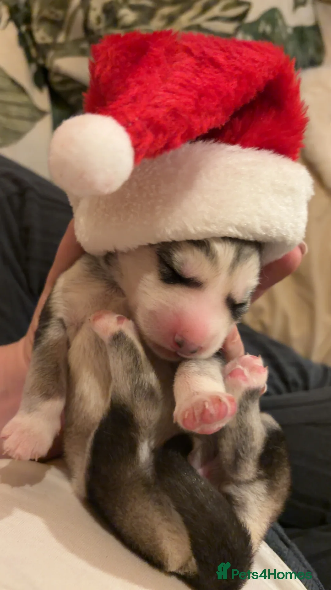 Shepsky dogs for sale: Northern innuit puppies - Advert 17