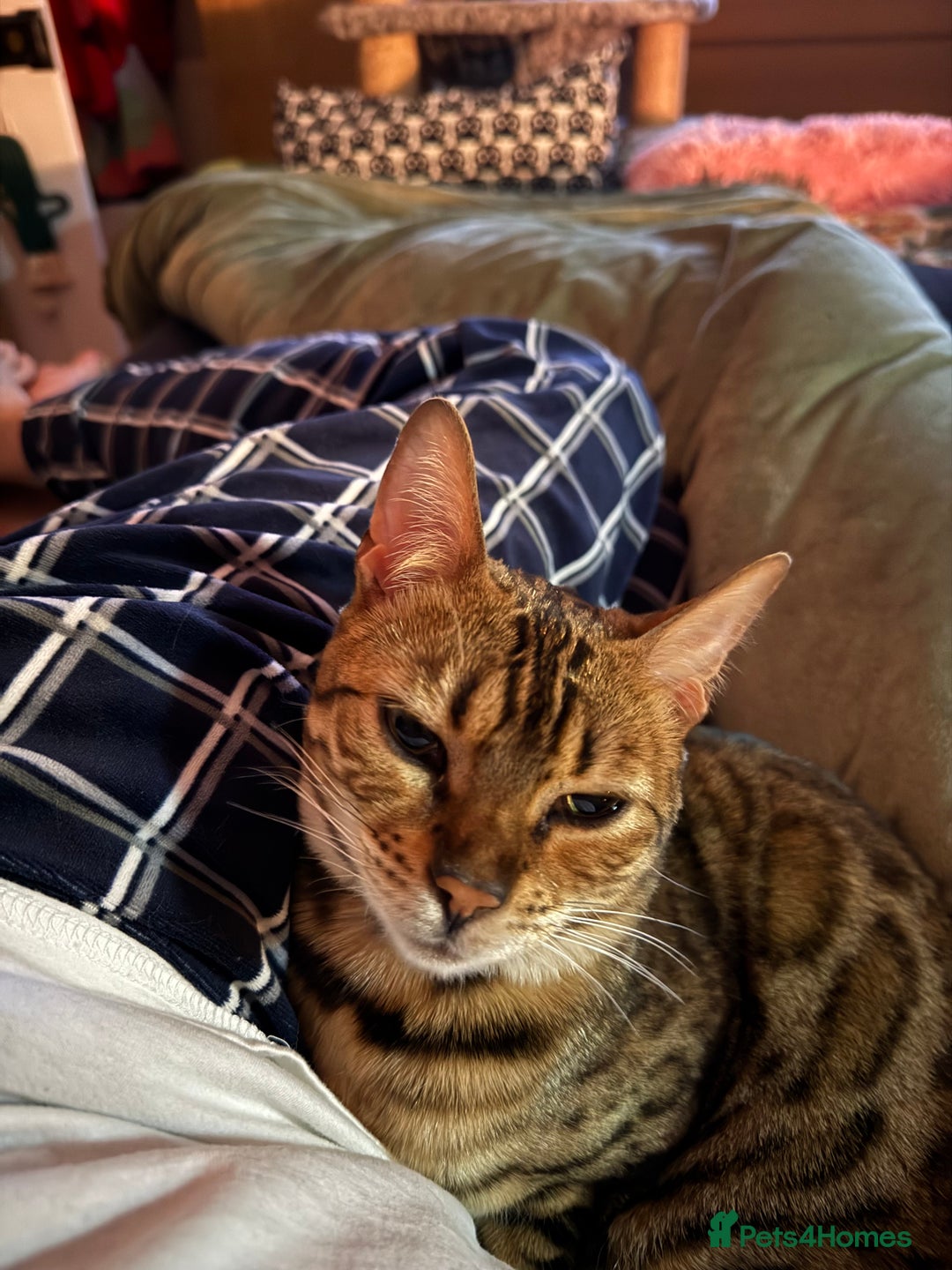 Bengal cats for sale: Beautiful female bengal needs loving new home  - Image 1