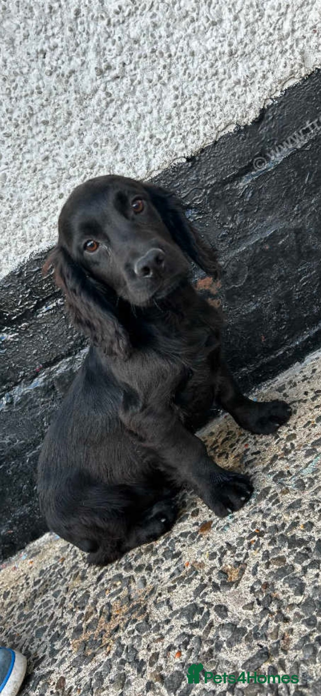 Cocker Spaniel dogs for sale: Gorgeous 14 week old boy - Image 3