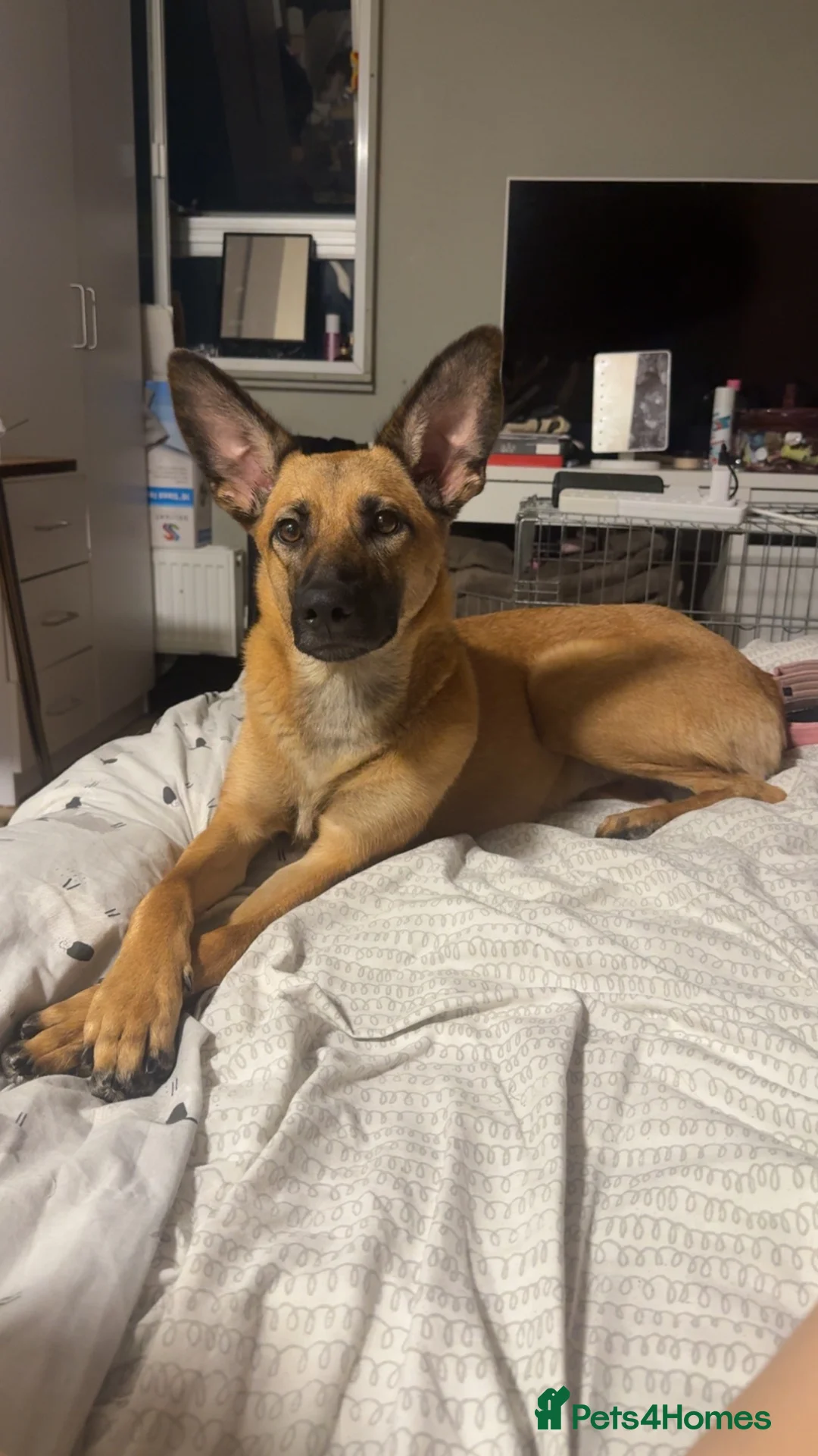 Belgian Shepherd Dog dogs for sale: Belgian mali for sale PLEASE READ!!!! - Advert 2