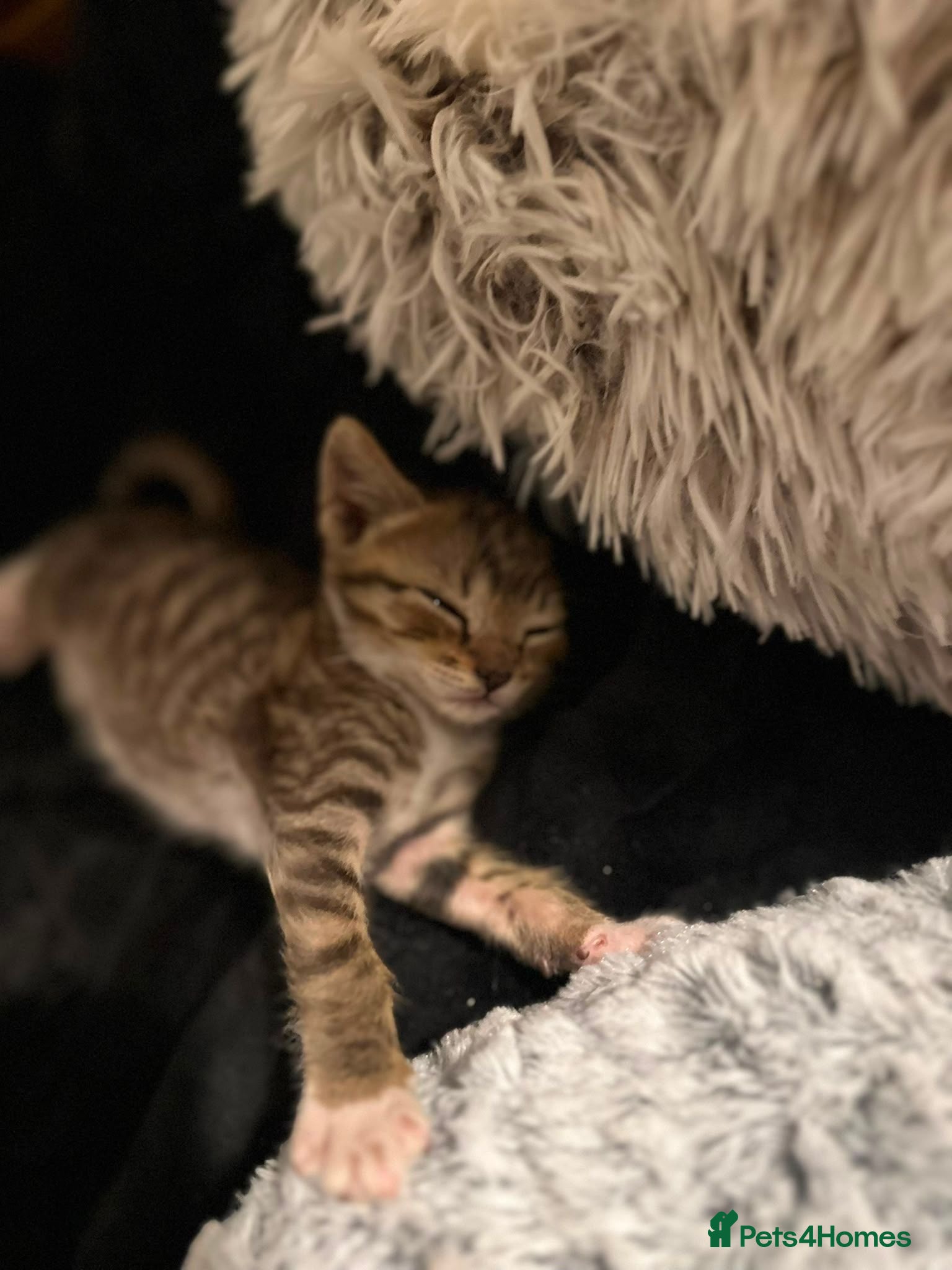 Mixed Breed cats Gorgeous Tabby Kitten - Advert 2