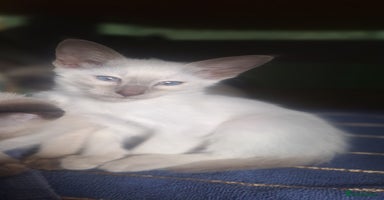 Siamese cats - Advert 1
