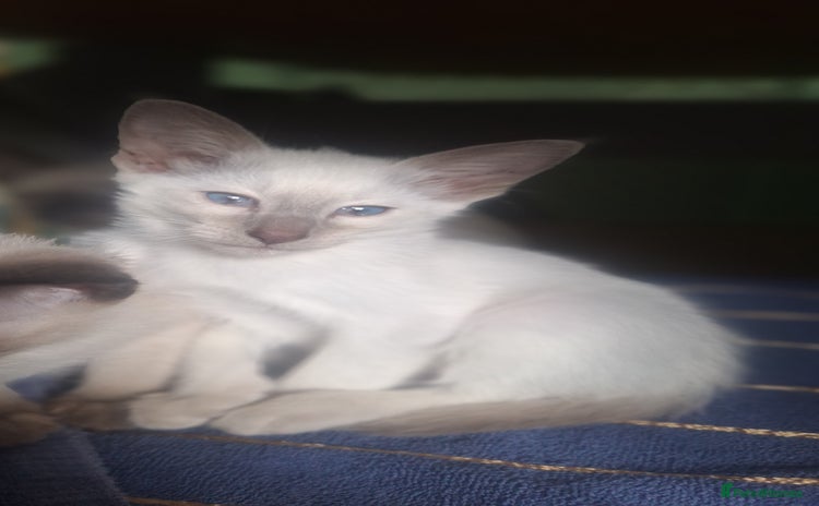 Siamese cats - Advert 5
