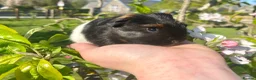 Guinea Pig rodents for sale: Guinea Pig Looking for their forever homes  - Advert 26