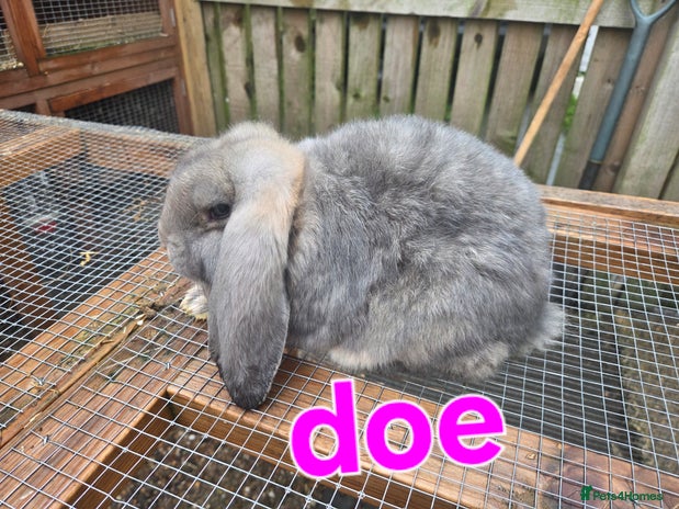 French Lop rabbits French lop baby - Advert 2