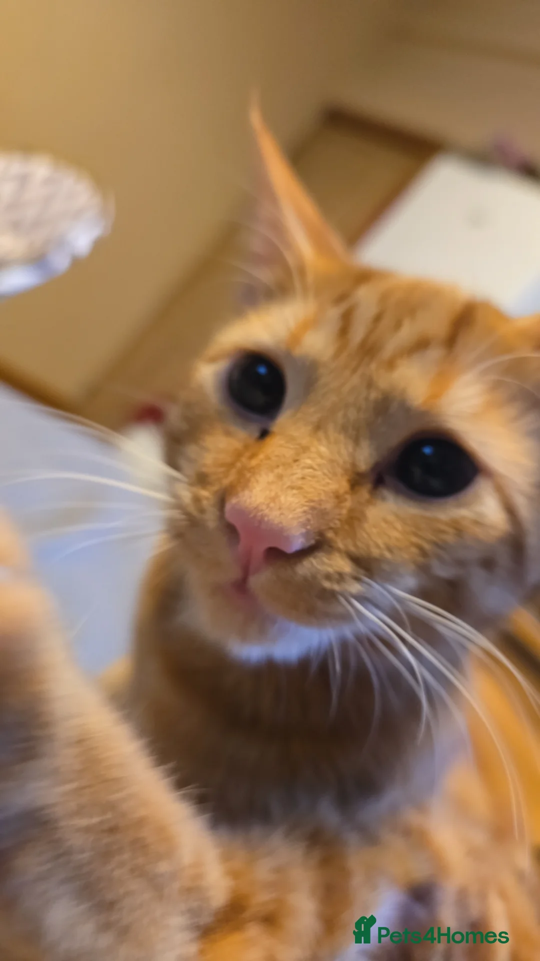 Mixed Breed cats for sale: Very loving male cat, named Terry  in Stockton-on-Tees - Advert 2