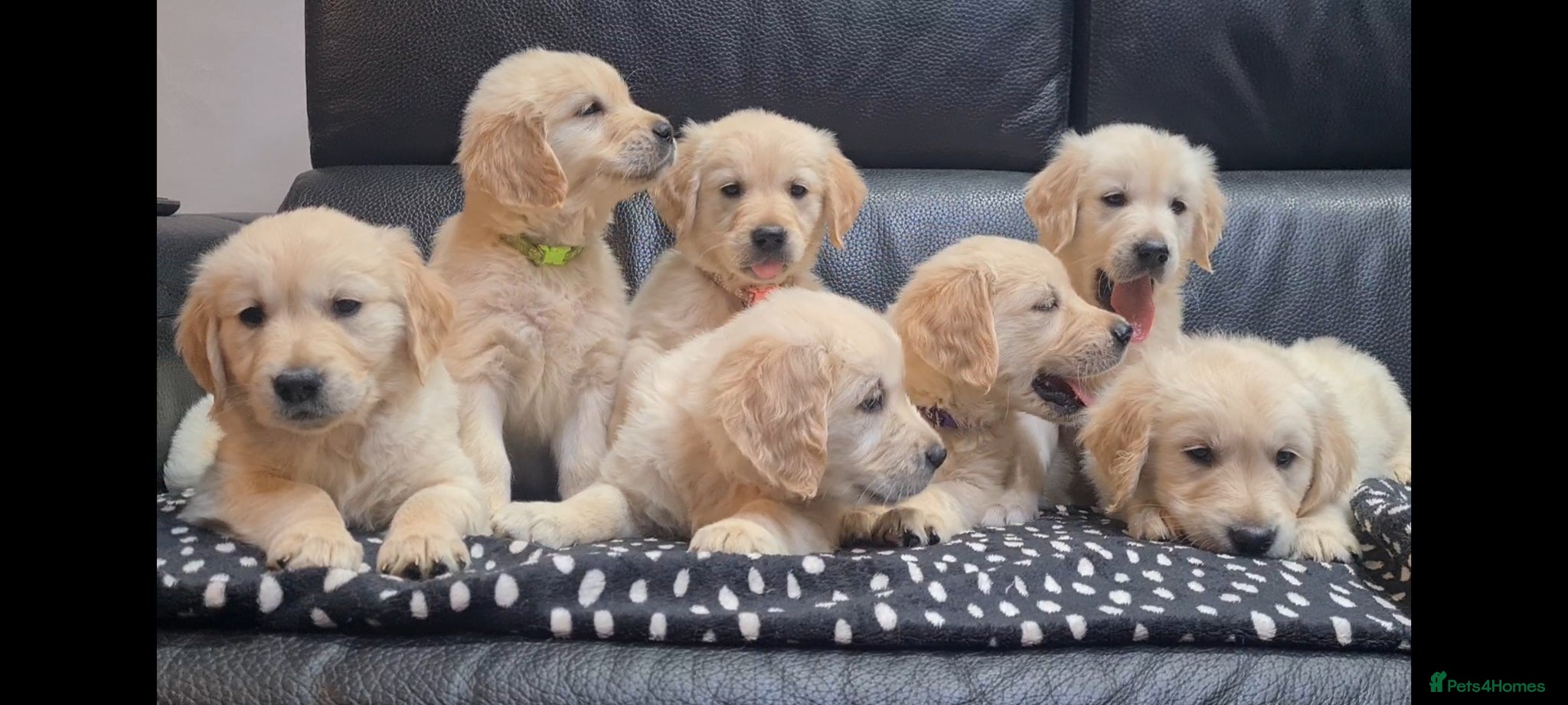 Golden Retriever dogs Beautiful Golden Retriever Puppies - Advert 16