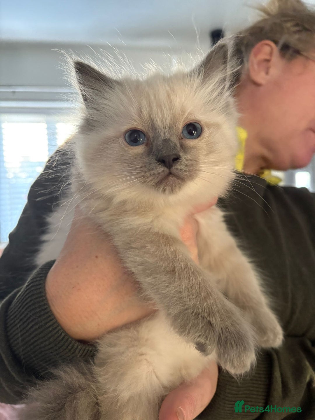 Ragdoll cats for sale: Pure Ragdoll Kittens - Advert 15