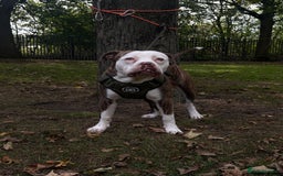 American Bulldog dogs for stud: American bulldog x STUD - Image 4