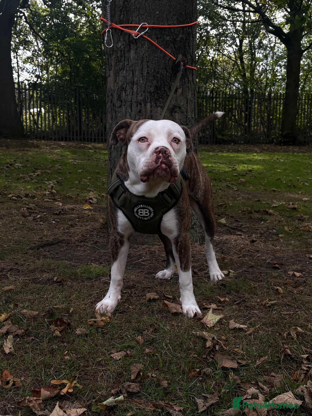 American Bulldog dogs for stud: American bulldog x STUD - Image 4