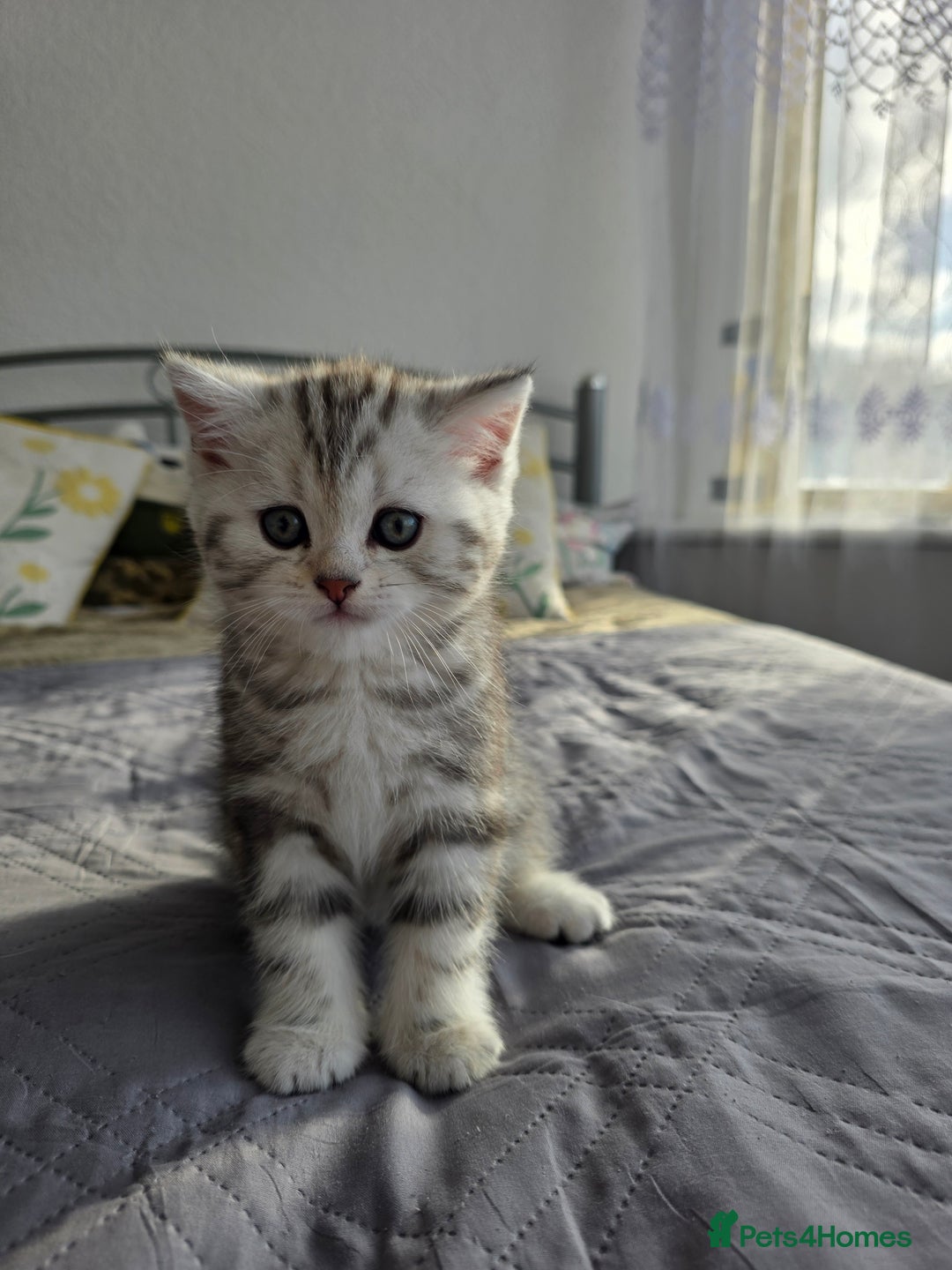 Scottish Fold cats for sale: Tabby Scottish Fold Kittens - Advert 1