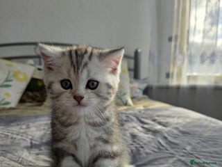 Scottish Fold cats Tabby Scottish Fold Kittens - Advert 10