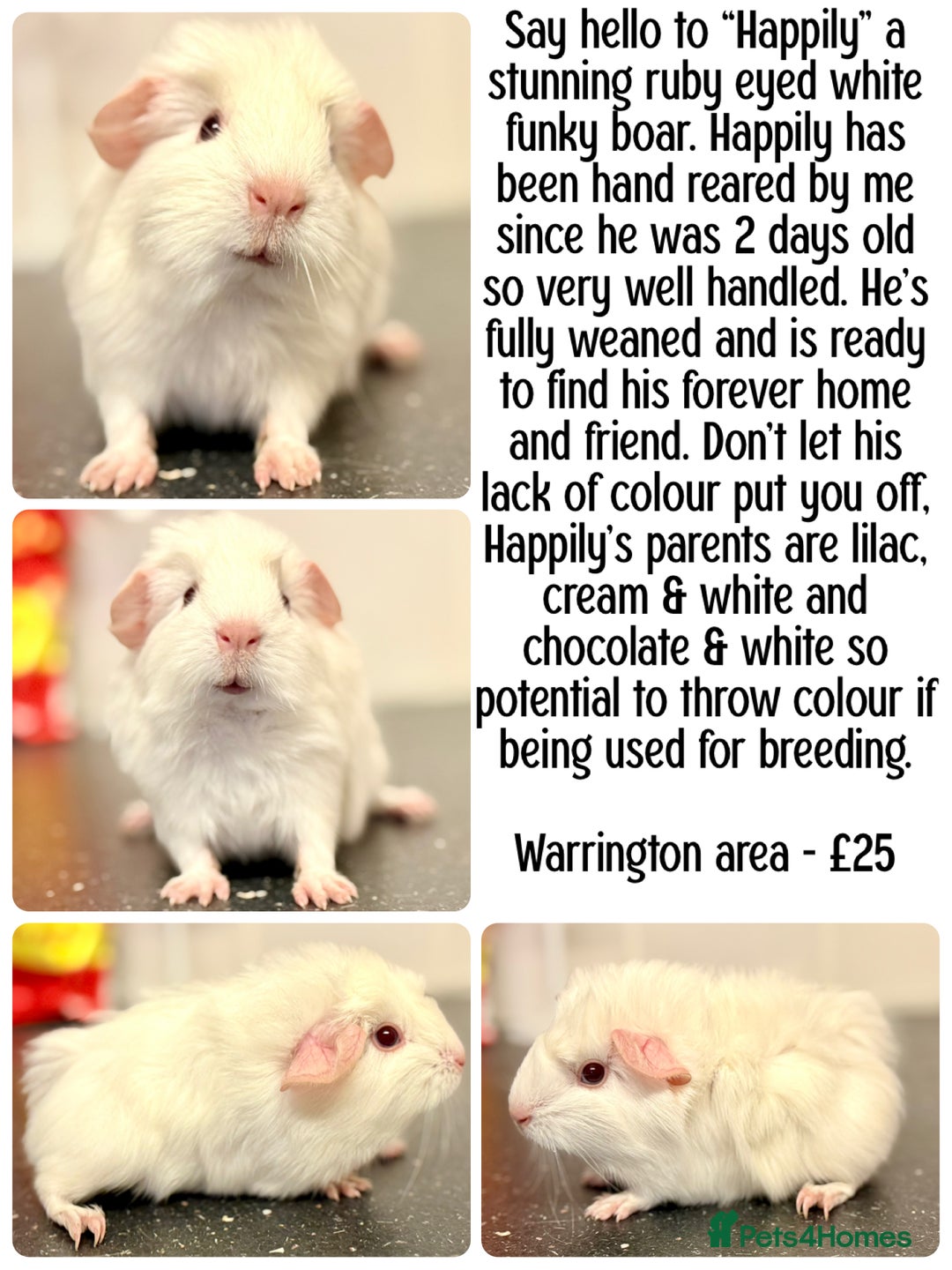 Guinea Pig rodents for sale: Baby guinea piggies  - Advert 1