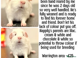 Guinea Pig rodents Baby guinea piggies - Advert 1