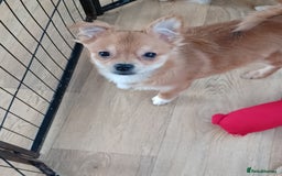 Pomchi dogs for sale: Pomchi's  - Advert 6