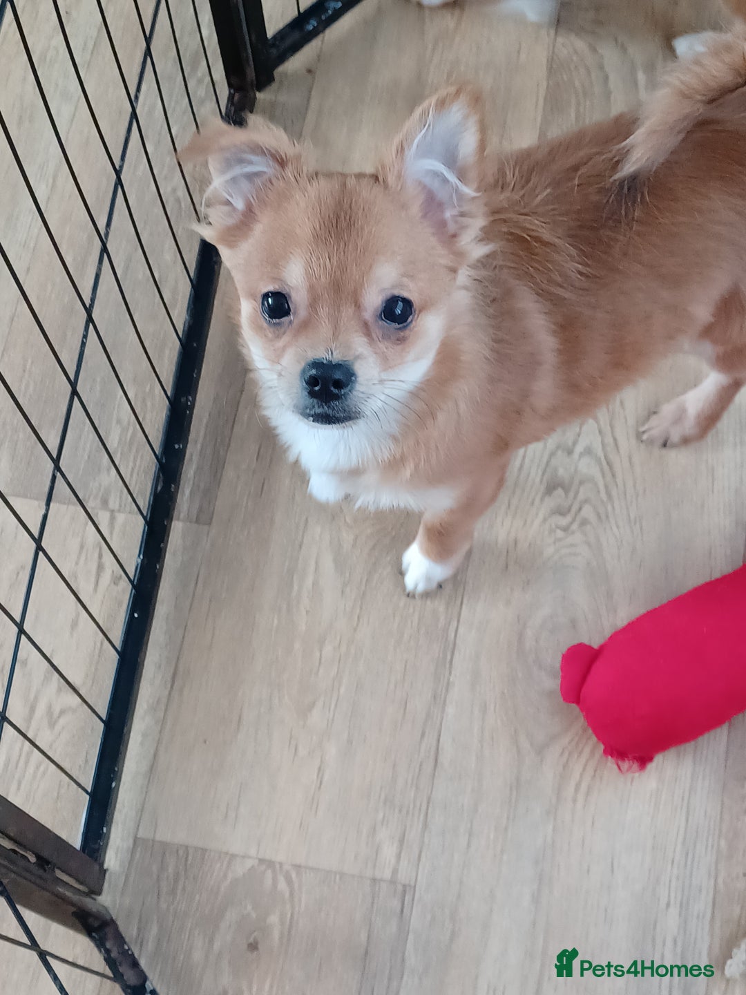 Pomchi dogs for sale: Pomchi's  - Advert 6