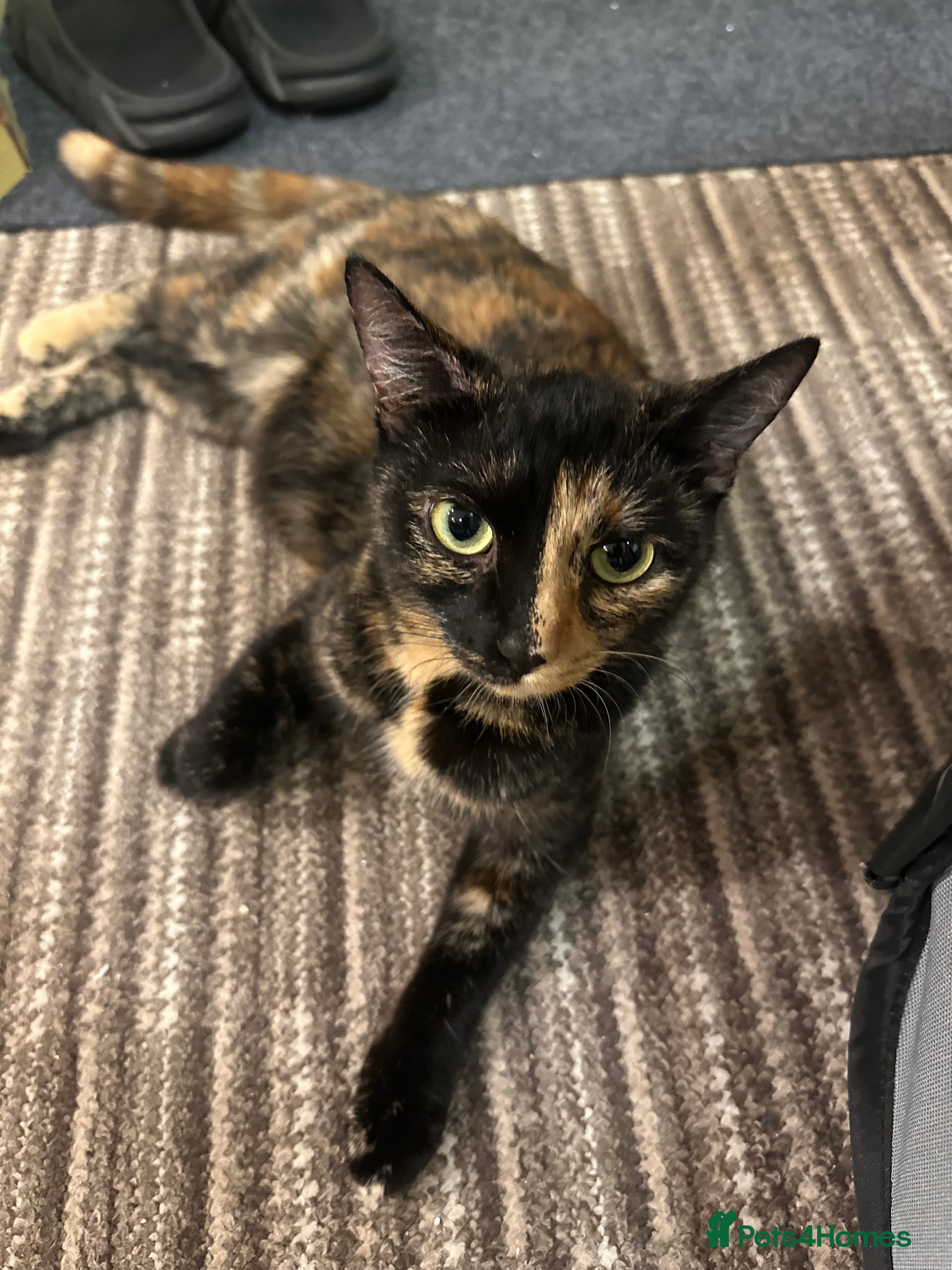 Mixed Breed cats FOR SALE! Four beautiful fluffy kittens  - Advert 3