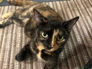 Mixed Breed cats FOR SALE! Four beautiful fluffy kittens - Advert 3