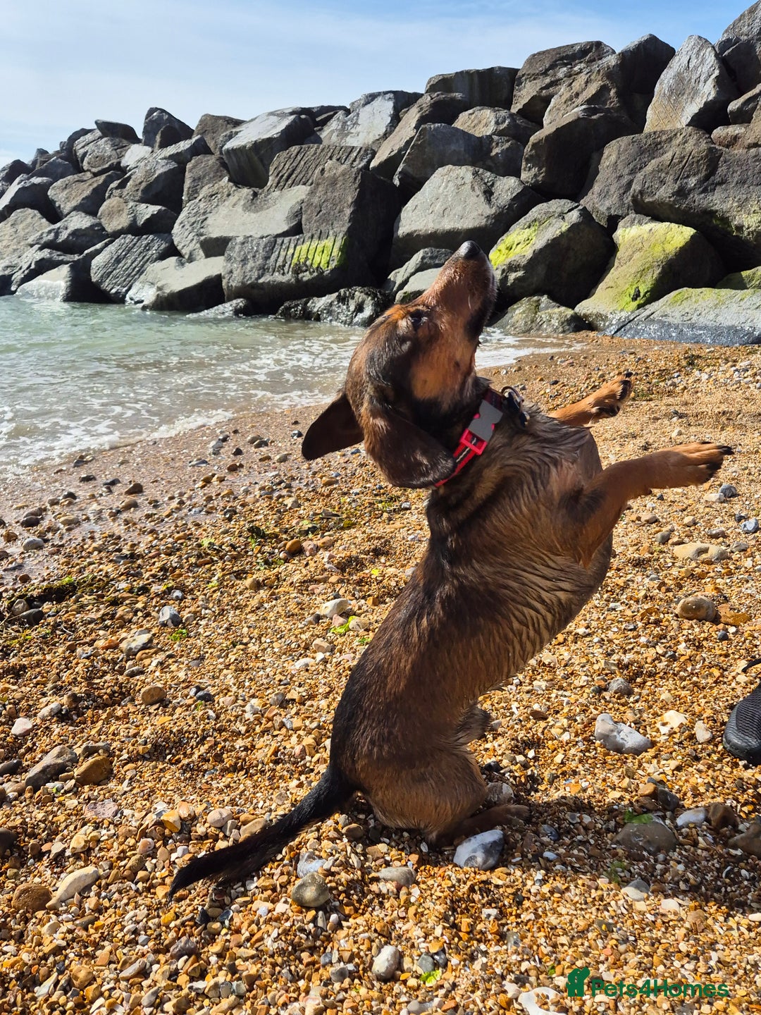 Mixed Breed dogs for sale: Albie - Image 4