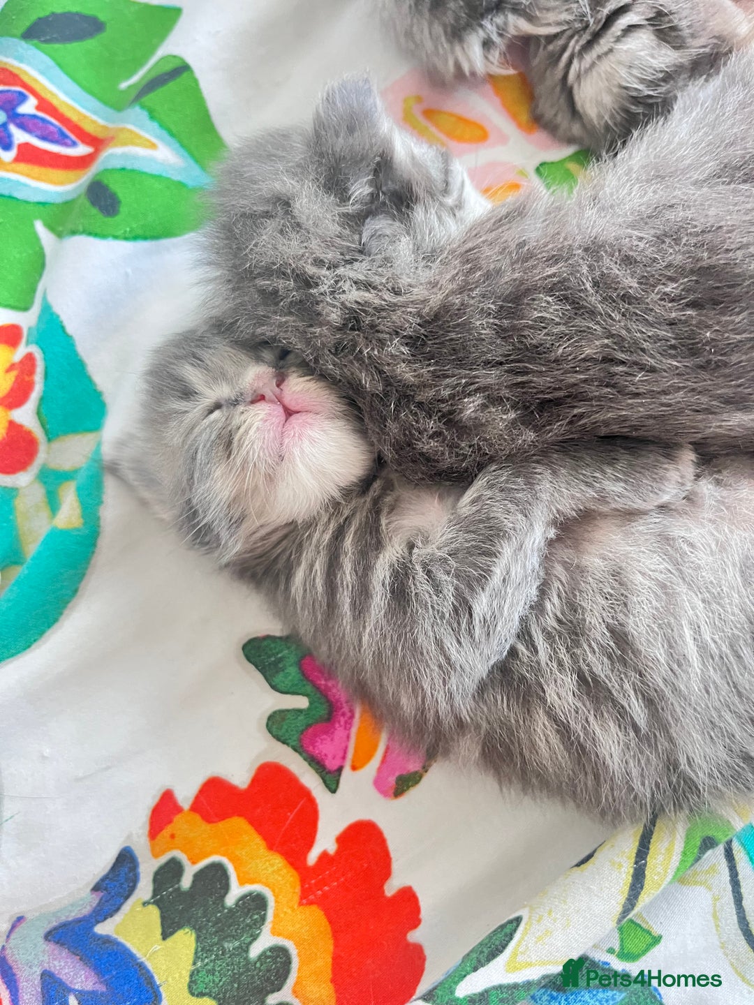 Maine Coon cats for sale: 🏆 PEDIGREE MAINE COON KITTENS GCCF 🏆  - Image 15