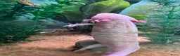 Axolotl reptiles for sale: 3 adult female Axolotls  - Advert 3