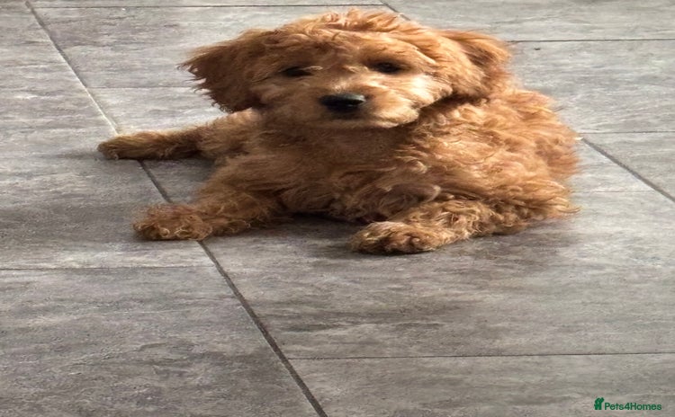 Mixed Breed dogs - Advert 15