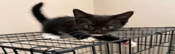 Mixed Breed cats for sale: Kittens READY! Sphynx cross - Advert 18