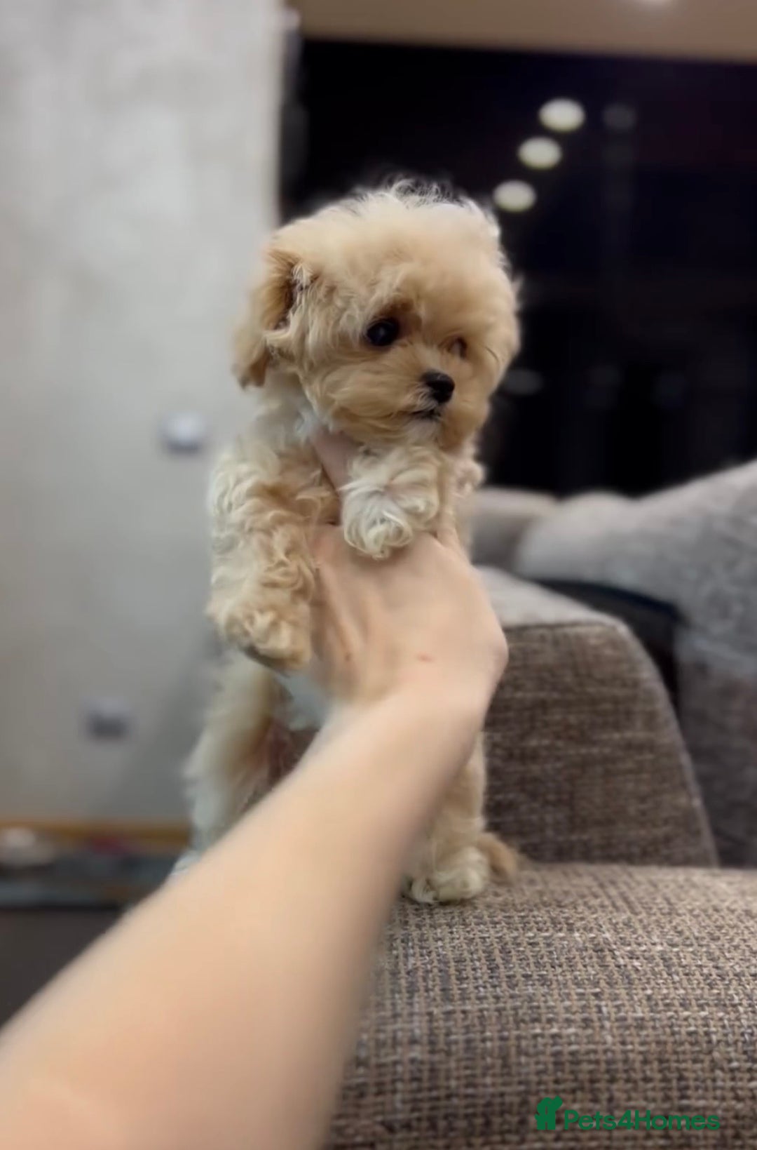 Maltipoo dogs for sale: A beautiful mini Korean Maltipoo - Advert 2