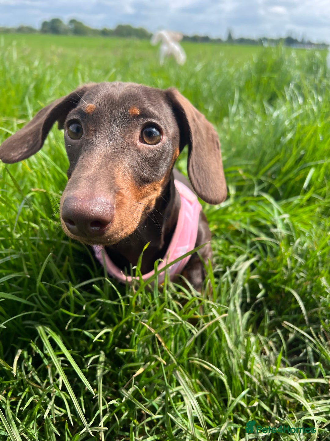 Miniature Dachshund dogs for sale: Adult miniature dachshund  - Advert 4