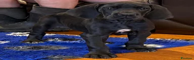 Great Dane 2
