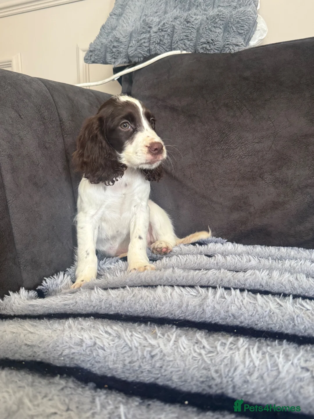 Cocker Spaniel dogs for sale: Beauitful puppies for sale  - Advert 2