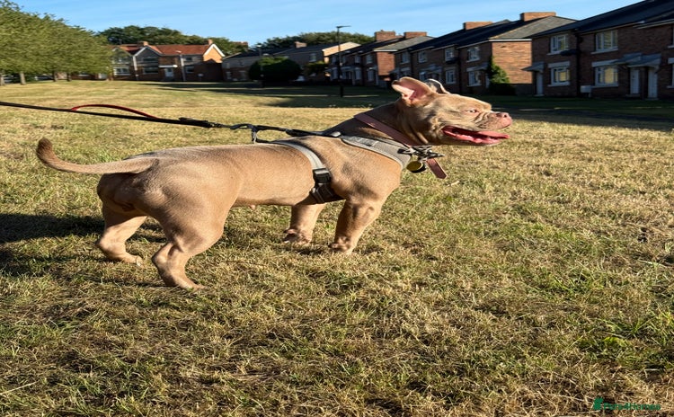American Bully dogs - Advert 2