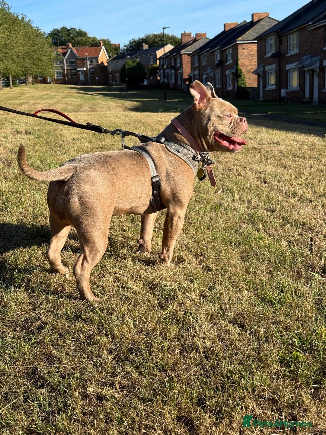 American Bully dogs for sale: Female pocket bully  - Image 1