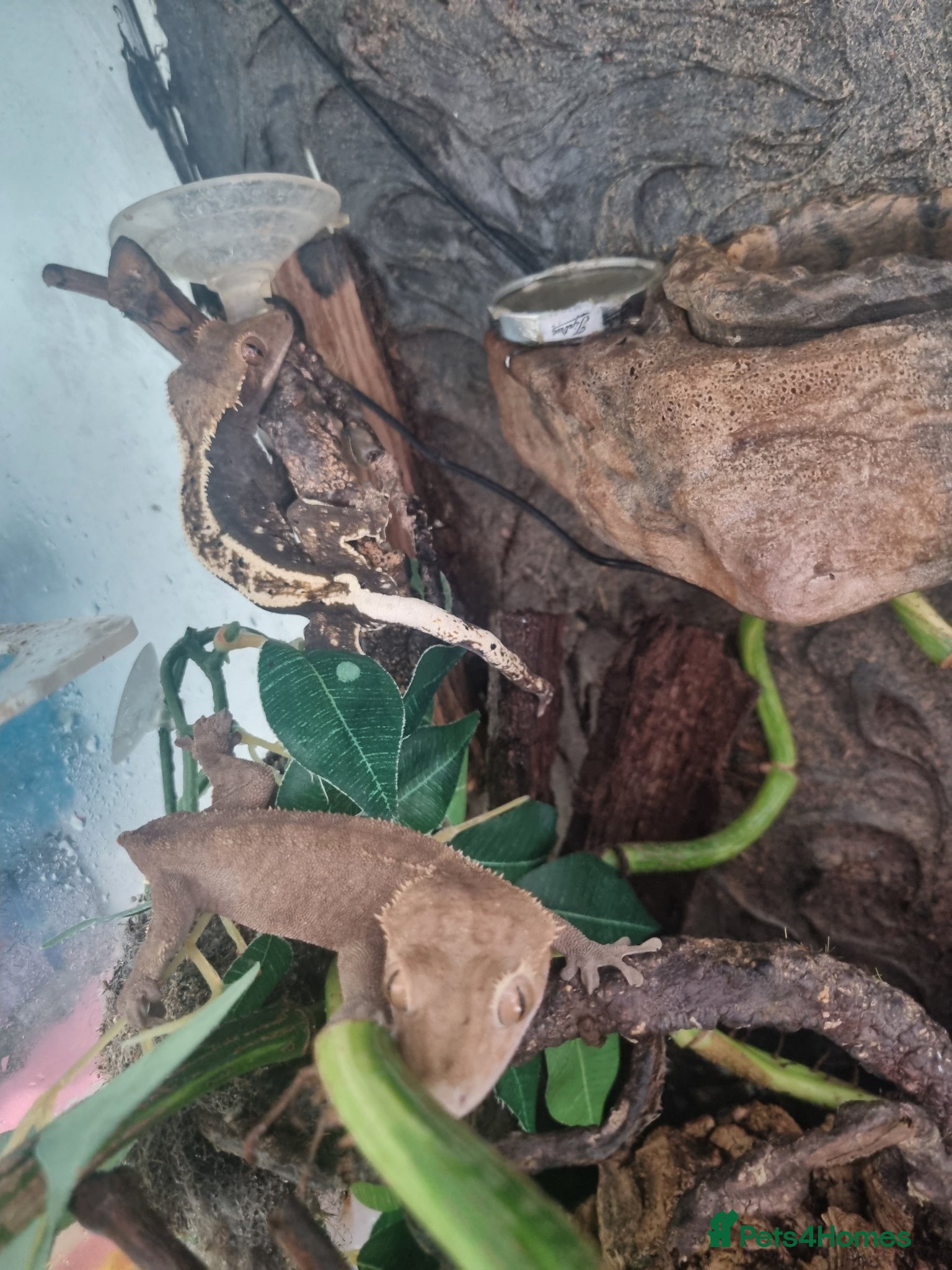Gecko reptiles Crested geckos  - Advert 4