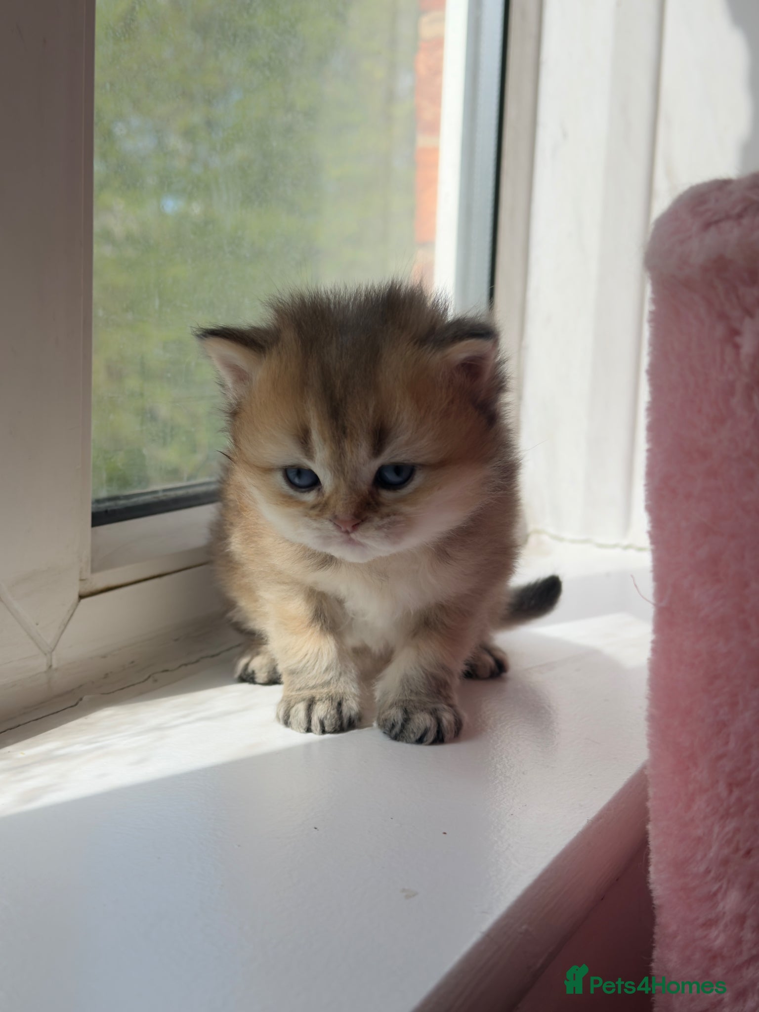 British Shorthair cats  British Shorthair Kittens Golden & Blue Point - Advert 2