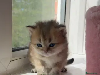 British Shorthair cats British Shorthair Kittens Golden & Blue Point - Advert 5