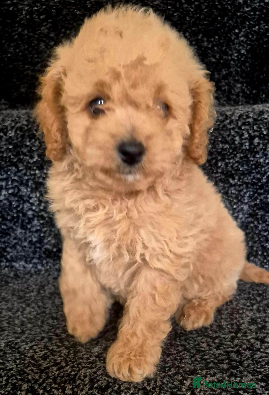 Toy Poodle dogs Toy poodle 🐩 kc registered mum and dad  - Advert 1