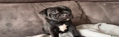 Staffordshire Bull Terrier 1