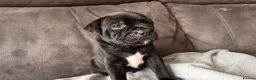 Staffordshire Bull Terrier dogs for sale: 🥇 A true litter of champions 🥇 in Rochester - Advert 5