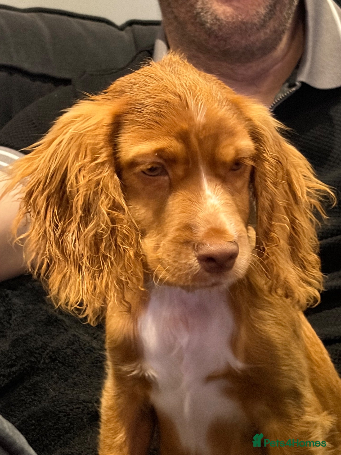 Cocker Spaniel dogs Beautiful girl golden cocker spaniel  - Advert 1
