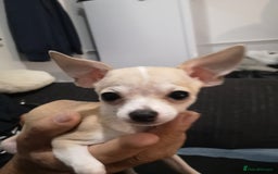 Chihuahua dogs for sale: Gorgeous tiny chibuahuas - Image 17