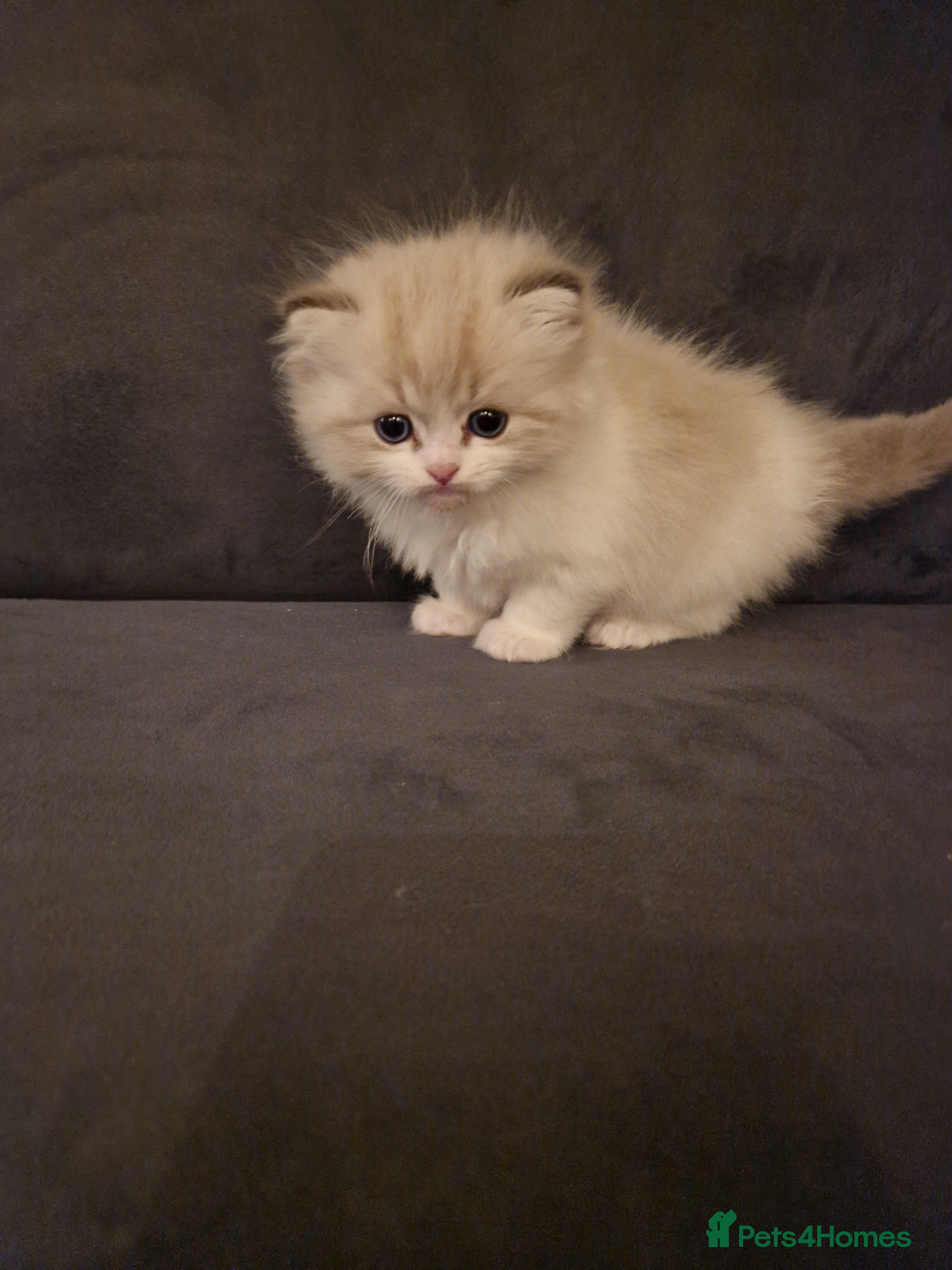 Ragdoll cats Show quality Ragdoll kittens  - Advert 1