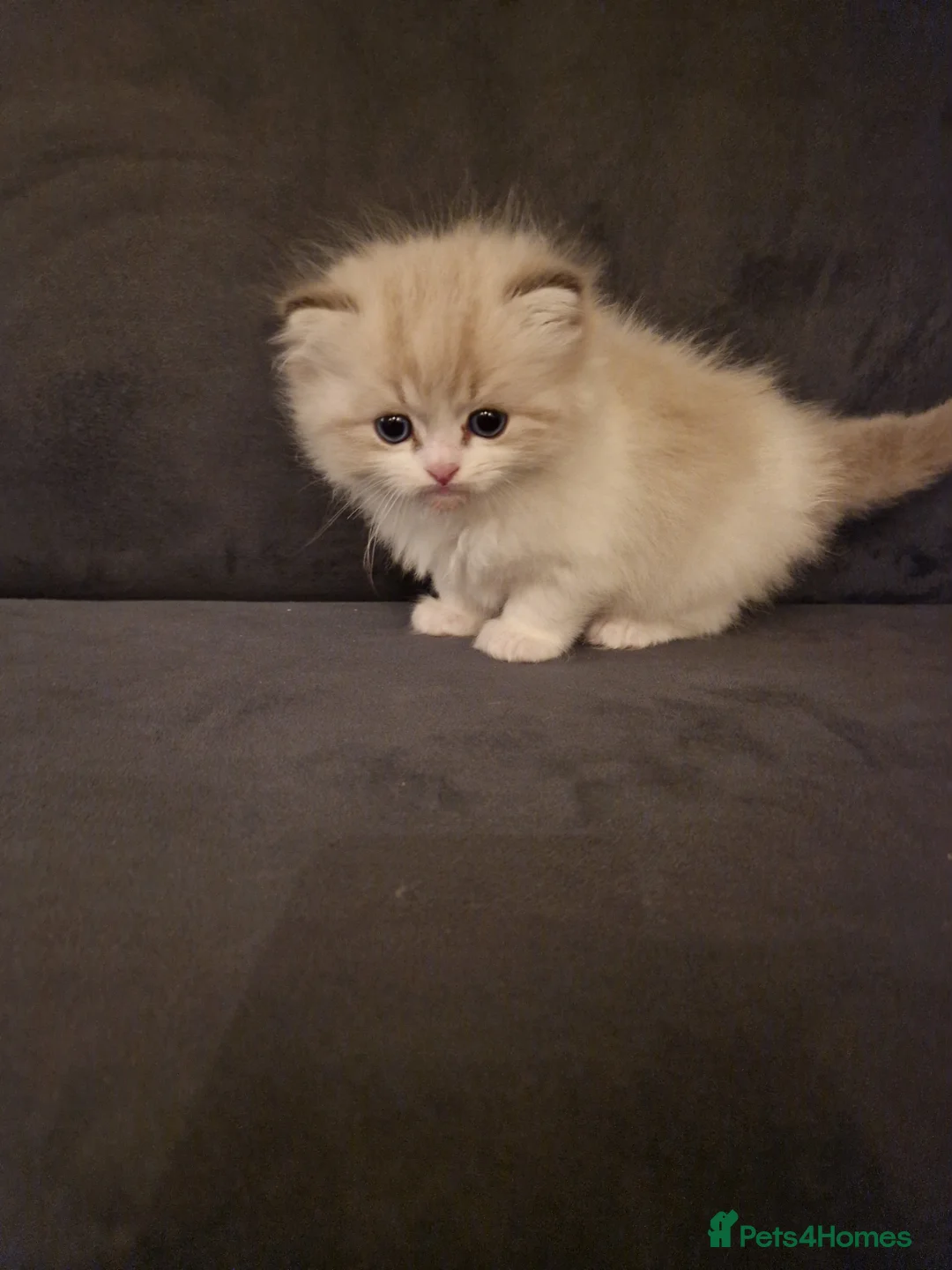 Ragdoll cats for sale: Show quality Ragdoll kittens  - Advert 1