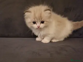 Ragdoll cats Show quality Ragdoll kittens - Advert 1