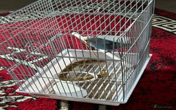 Budgerigars birds for sale: Budgie - Image 2