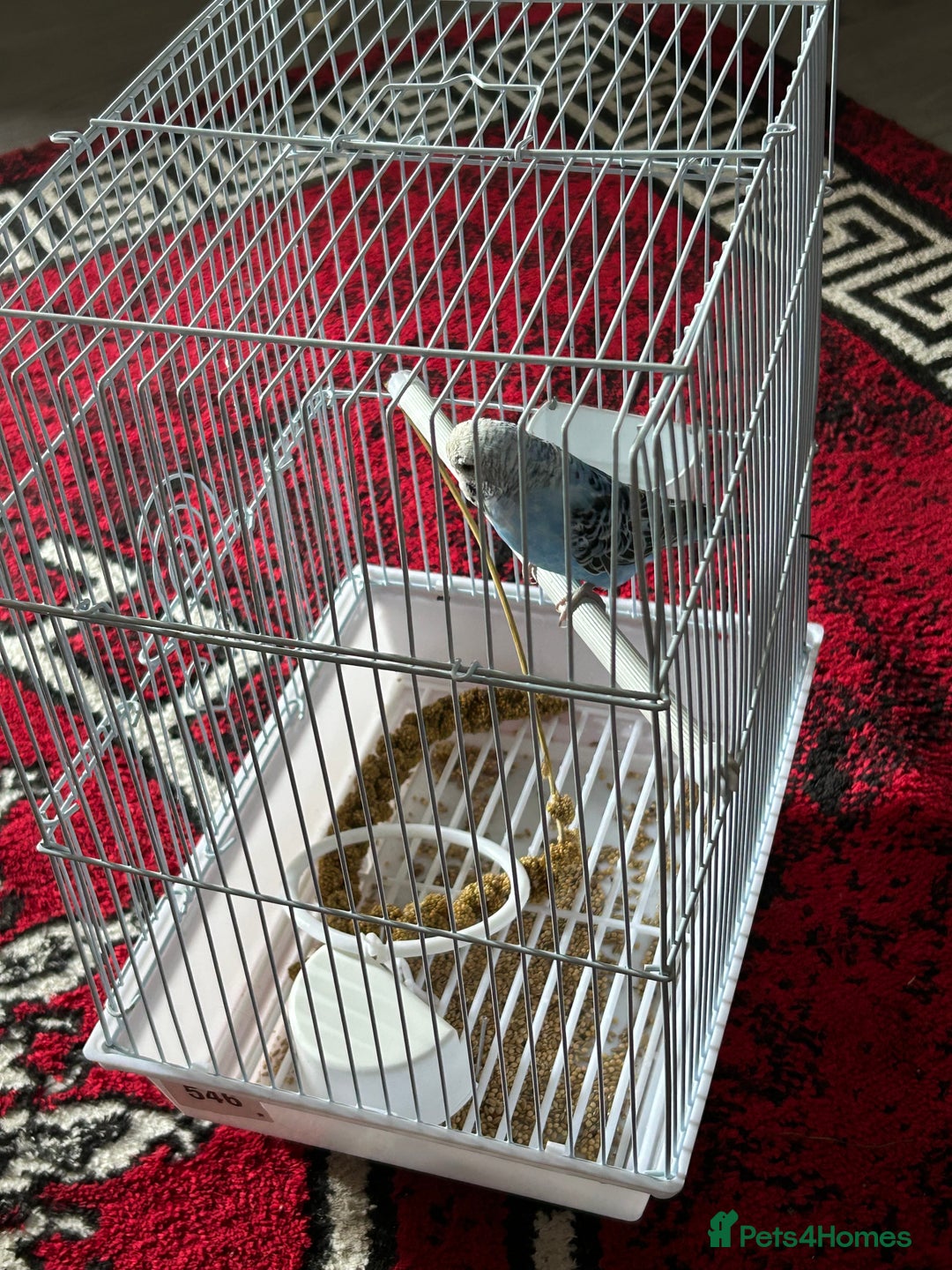 Budgerigars birds for sale: Budgie - Image 2