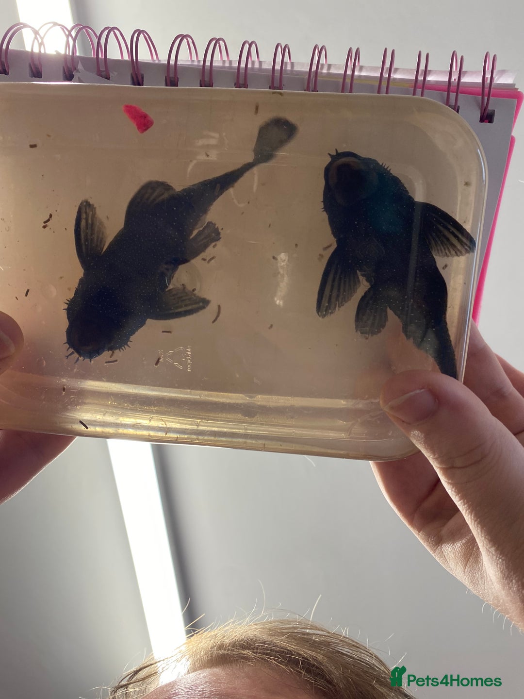 Plecos fish for sale: Peppermint plecos  - Advert 5